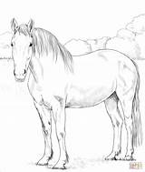 Draught Supercoloring Draft Tegninger Colouring Kleurplaat Hester Hopper Desenho Paard sketch template