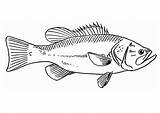 Fisch Malvorlage Pesce Colorear Pez Ausmalen Zum Ausmalbild Kleurplaat Fische Fisk Schulbilder Edupics Zeichnen Unterricht sketch template