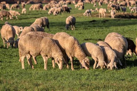 common sheep diseases symptoms  treatment check   guide