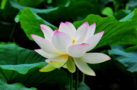 flower  white lotus
