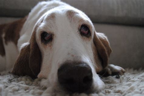 basset hound owners   forget