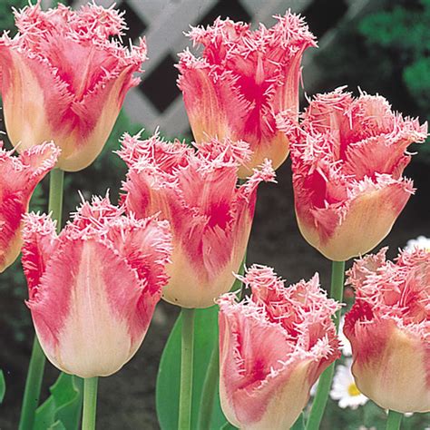 tulip fancy frills mirror garden offers