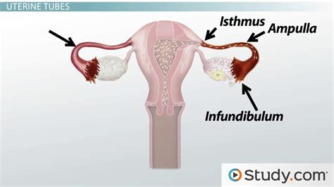 Female Reproductive System Internal Anatomy Video