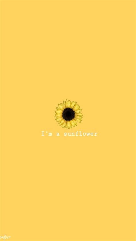 sunflower tournesols papier papier peint jaune fond