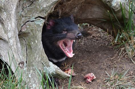 tasmanian devil  teeth  dellray redbubble