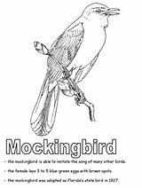 Mockingbird Printablecolouringpages sketch template
