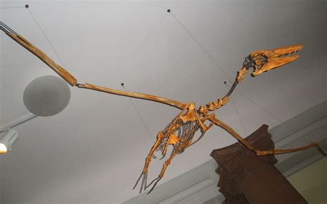 scientists reveal     largest flying bird
