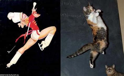 Anorak News 22 Cats That Look Like Pin Ups