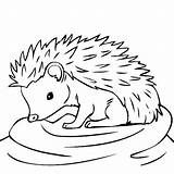 Hedgehog Animals Thecolor Hedgehogs Igel Colorare Getdrawings sketch template