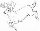 Deer Drawing Simple Head Drawings Whitetail Anatomy Antlers Down Sketch Hunting Wildlife Animals Lying Animal Getdrawings Elk Sketches Tattoo Moose sketch template