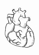 Para Colorir Humano Do Corpo Coração Anatomia Sistema Circulatório Pintar Edupics Artigo Infantil Desenho Educação Ciencias sketch template
