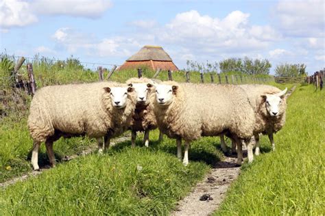 texel gaat schapenhouderij steunen het schaap