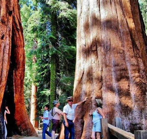 qué ver y hacer en parque nacional secuoyas california viajar a