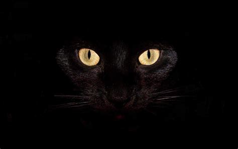 dark cat wallpapers top  dark cat backgrounds wallpaperaccess
