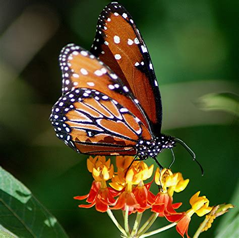 Queen Butterfly Cousin Of Monarch Is Sipping From Milkwe Flickr