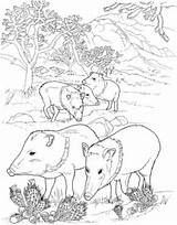 Coloring Pages Javelina Wild Pigs Pig Peccaries Hog Desert Printable Supercoloring Peccary Boar Animals Color Colouring Drawing Animal Adult Sheets sketch template