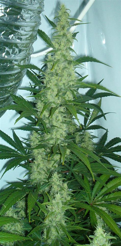 filecannabis floweringjpg wikimedia commons