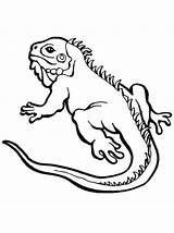 Iguanas Iguane sketch template