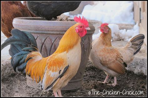 the chicken chick® flock focus friday 3 14 14