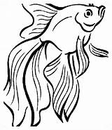 Fish Betta Peces Animal Bestappsforkids Educative Dibujo Clipartmag Stumble sketch template