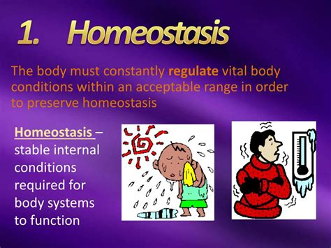 Ppt Temperature And Homeostasis Powerpoint Presentation Free D00