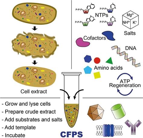 cell  protein synthesis alchetron   social encyclopedia
