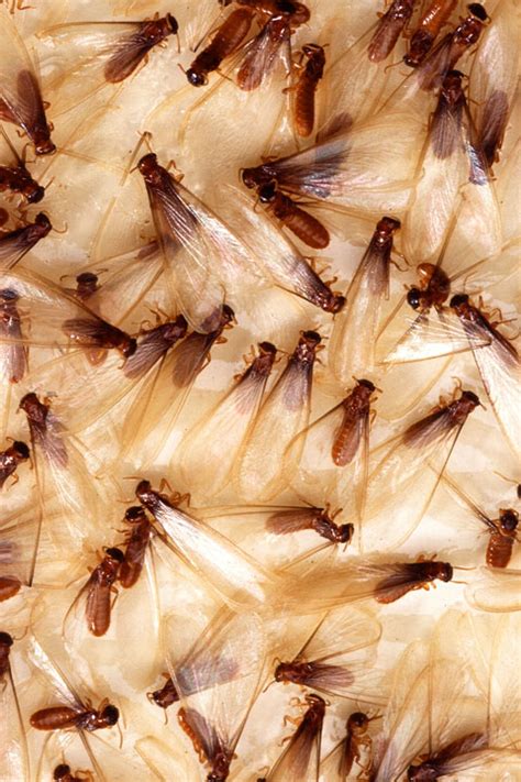 termites hometeam pest defense