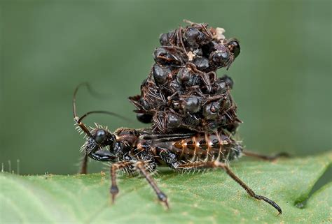 absurd creature   week  ferocious bug  sucks prey dry  wears  corpses wired