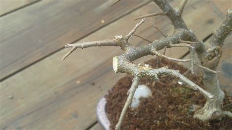 Pruning Chinese Elm Start To Finish [bonsai] — Steemit