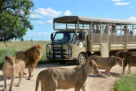 lion  safari park admission  pretoria viator