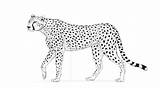 Cheetah Leopard Tutsplus Cheetahs Fastest sketch template