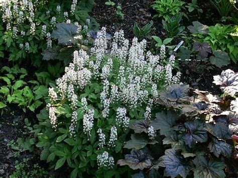 images  plant combos shade  pinterest gardens shade