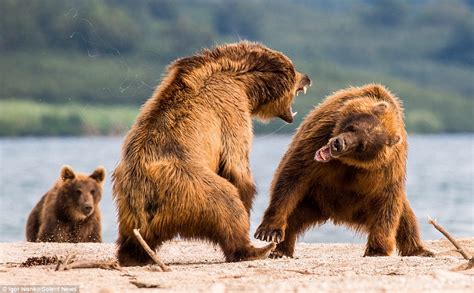 brown bears  massive fight   fish  russia daily mail