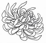 Chrysanthemum Tattoo Drawing Flower Spider Mum Deviantart Coloring Japanese Flowers Outline Line Drawings Cliparts Chrysanthemums Designs Clipart Chrysantheme Tattoos Draw sketch template