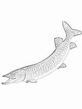Pike Coloring Pages Fish Northern Printable Templates Template Recommended sketch template