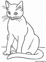 Coloring Pages Realistic Cat Choose Board Book sketch template