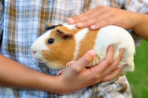 stresskuscheln und angststarre bei meerschweinchen herz für tiere