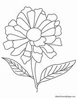 Zinnia Flower Coloring Pages Yellow Colouring Getcolorings Getdrawings Drawing sketch template