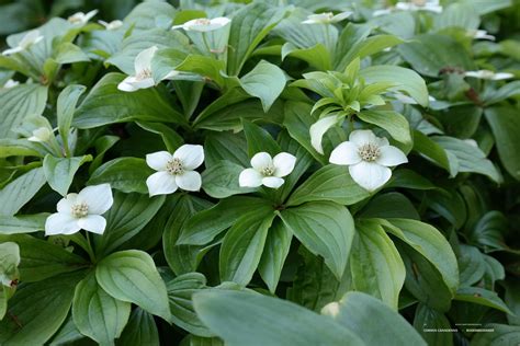cornus canadensis bodembedekkende vaste plant die wit bloeit  april mei krijgt rode vruchten