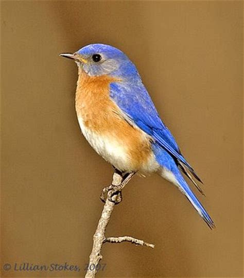 stokes birding blog bluebirds today