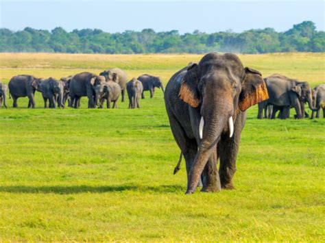 Record Number Of Sri Lanka Elephants Died In 2019