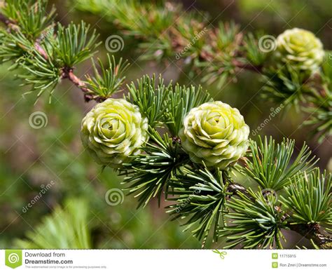 Christmas Tree Pine Cones On Branch With Leaves Royalty