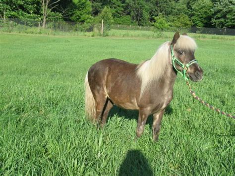 pony stable