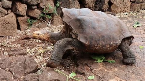 100 year old tortoise who had so much sex he saved his species