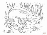 Pike Hecht Jumping Ausmalbild Luccio Walleye Fische Fisch Disegnare Poissons Salta Fuori sketch template