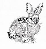 Lapin Mandala Coloriage Kwok Rabbit Efie Zentangle Inspirant Colorier Benjaminpech sketch template