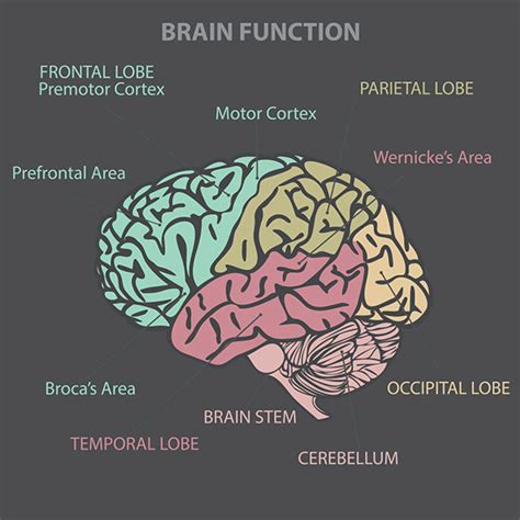 wwwnazedu  brains  neurological research
