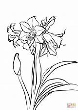 Amaryllis Coloring Pages Drawing Hardy Flower Printable Supercoloring Drawings Line Coloringbay Colorear Getdrawings Choose Board sketch template