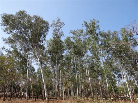eucalyptus  thirsty trees threatening  drink south africa dry