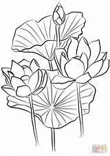 Coloring Lotus Pages Nelumbo Sacred Nucifera Drawing Printable sketch template